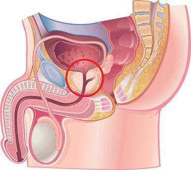 Position of the prostate in men