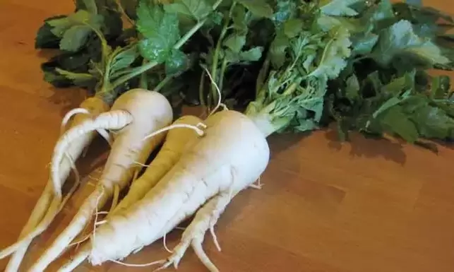 Using parsnip root as a condiment can increase potency. 